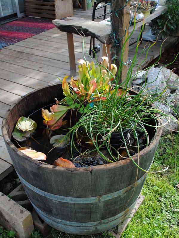 AD-Mini-Pond-In-A-Pot-2
