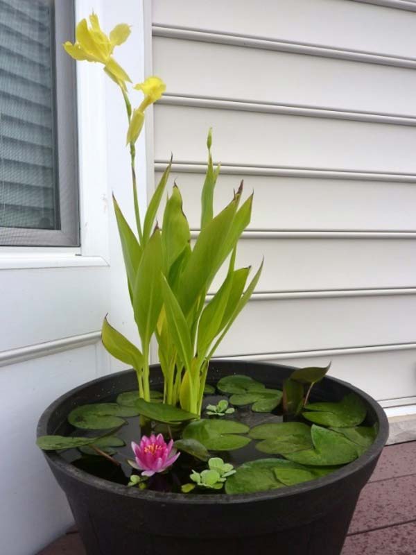 AD-Mini-Pond-In-A-Pot-4